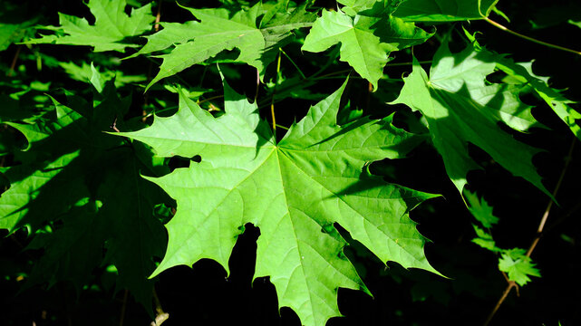 A close‑up of a green palmately lobed leaf of the Norway maple.