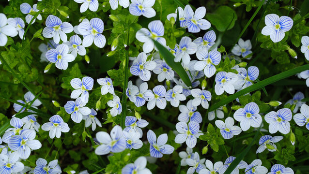 Small spring blue veronica flowers bloom outdoors in the park. Thread‑leaved veronica grows among the green grass.