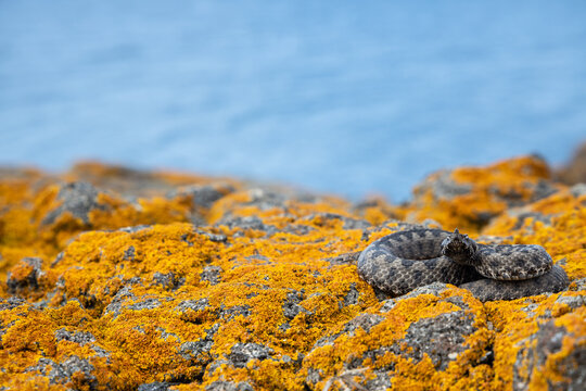 Nose-horned viper (Vipera ammodytes). Close encounter with a venomous snake. Snake is preparing to attack.
