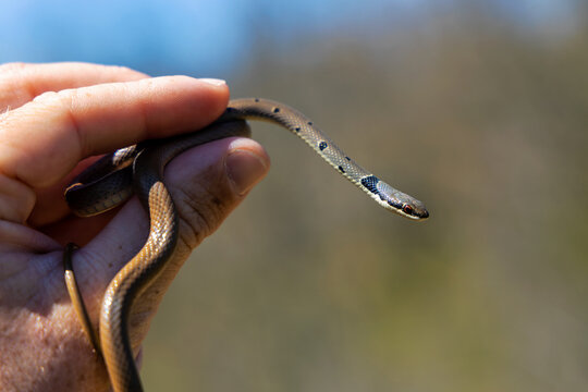 Platyceps collaris snake. Man catch The rarest snake in Europe.