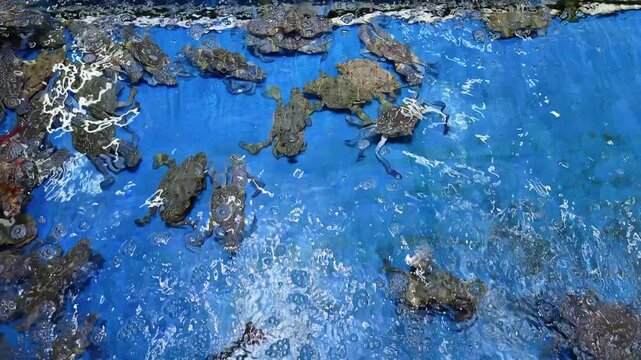 Live Crabs and Shellfish in Water Tank in Seafood Restaurant Display