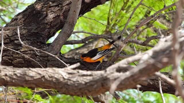 Vibrant Male Bullocks Oriole Foraging in Tree Close Up 4K Stock Footage