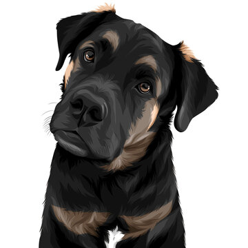 Cute Dog portrait vector illustration on transparent background