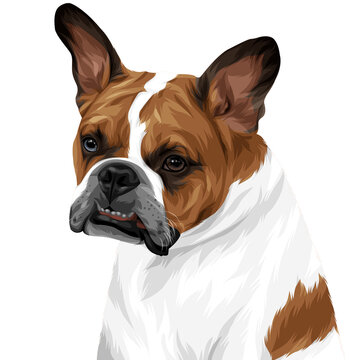 Cute Dog portrait vector illustration on transparent background