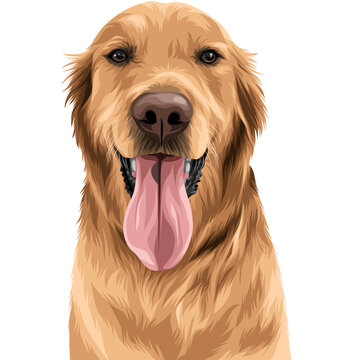 Cute Dog portrait vector illustration on transparent background