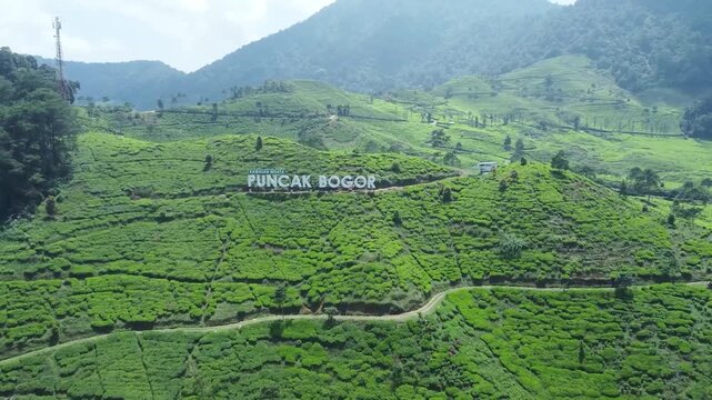 tea plantation in Indonesia. Aerial drone view of Puncak Bogor iconic tourism sign landmark built on lush green tea plantation hills in West Java, Indonesia