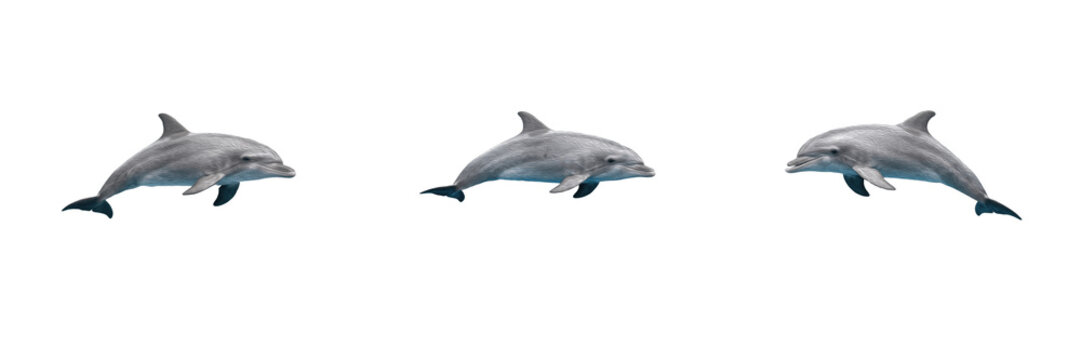 Set of jumping dolphins marine mammals ocean wildlife swimming aquatic animals intelligent sea creatures graphic collection isolated transparent background high resolution vector clipart png