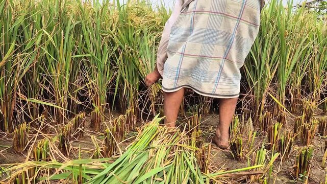 Barefoot Farmer In Traditional Sarong Harvesting Ripe Rice Crop In Golden Field