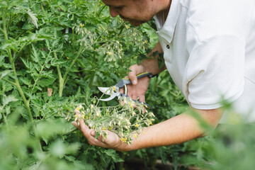 Fototapeta premium Gardener checking growing tomato plants in a raised garden bed, caring for vegetables in a backyard garden.