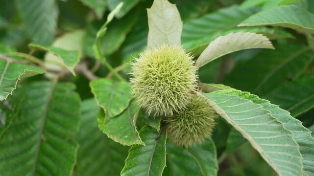 Close-up of unripe green chestnut burr growing on tree branch
