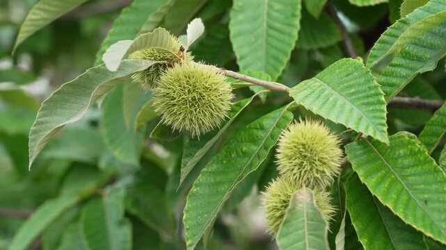 Close-up of unripe green chestnut burr growing on tree branch
