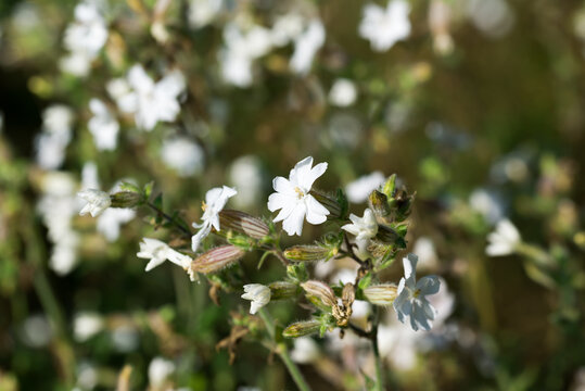white campion,  Silene latifolia flowers closeup selective focus
