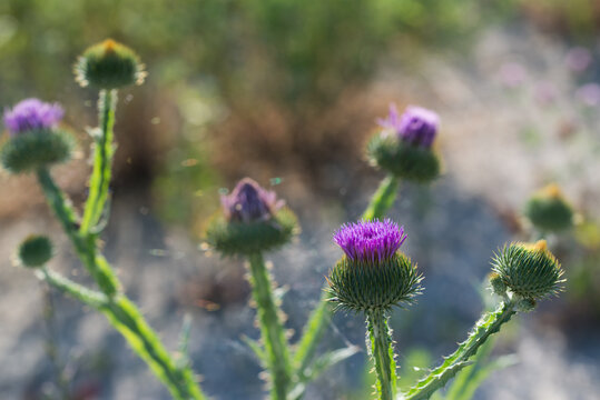 Onopordum acanthium, cotton thistle flowers closeup selective focus