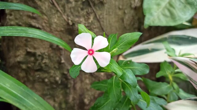 A soft pink periwinkle flower (Catharanthus roseus), commonly known as tapak dara, with its delicate petals showing a naturally faded pink color. The flower highlights the simple beauty and subtle col