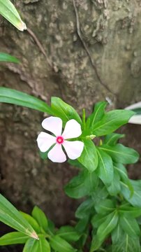 A soft pink periwinkle flower (Catharanthus roseus), commonly known as tapak dara, with its delicate petals showing a naturally faded pink color. The flower highlights the simple beauty and subtle col