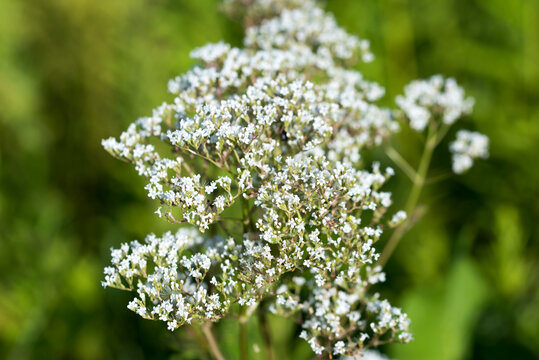 Valerian , Valeriana officinalis flowers  closeup selective focus