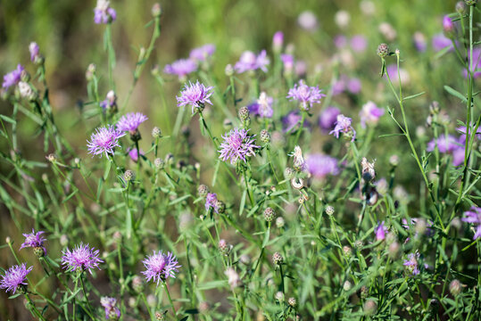 brown knapweed, Centaurea jacea, summer flowers closeup selective focus