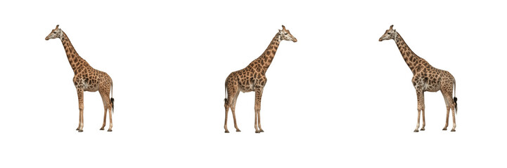 Obraz premium Wild giraffe standing and looking sideways isolated on white background stock PNG graphic asset