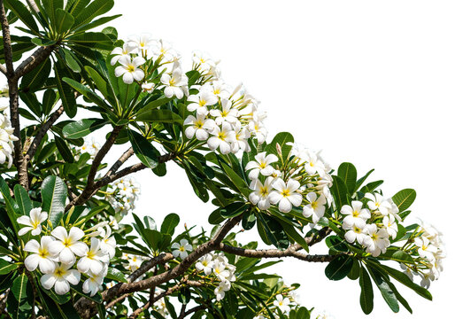 foreground white flowers on a transparent background