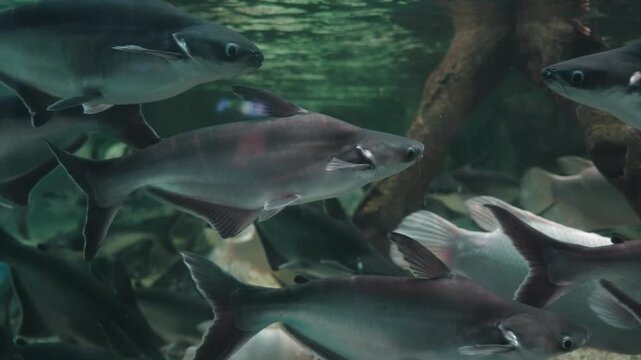 School of pangasius catfish swimming in aquarium tank