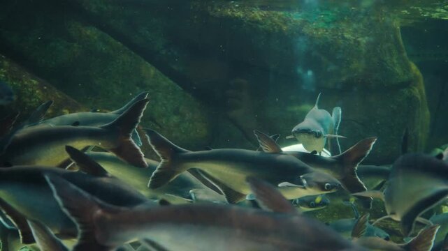School of pangasius catfish swimming in aquarium tank