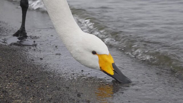 Close-up of a white swan drinking water on the shoreline of a lake
