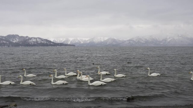 Flock of whooper swans swimming on a cold lake with snowy mountains in the background