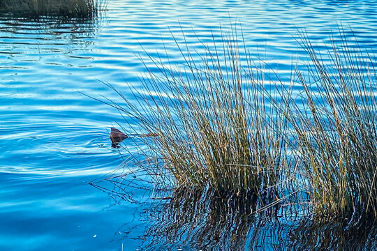 Close-up of a calm water scene with tall marsh grasses and the subtle movement of rippling reflections and tailing redfish evoking a sense of tranquility and natural beauty.