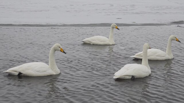 Four white swans swimming on the cold rippling water of a lake in winter