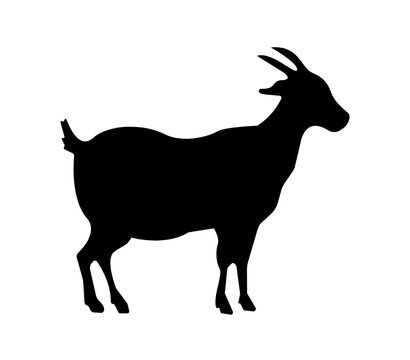vector silhouette of a goat on white background 