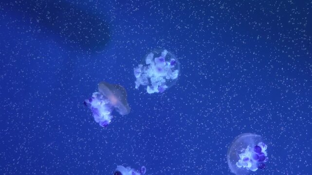 Jellyfish Swimming in Blue Ocean	