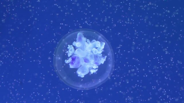 Jellyfish Swimming in Blue Ocean	