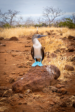 Blue-footed booby in Galapagos