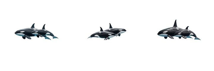 Set Killer Whales Swimming Together Marine Mammals Ocean Wildlife Black and White Orcas Majestic Sea Creatures Aquatic Animals Apex Predators Pod Swimming Ocean Life © laskhar