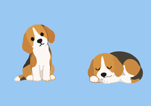 Beagle dog