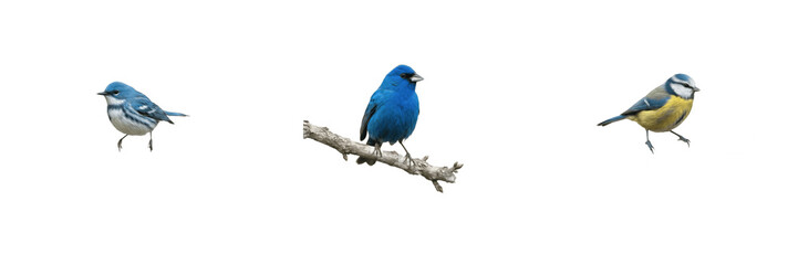 Set of blue birds isolated on transparent background, vibrant blue songbirds perched on branches for wildlife and nature design projects