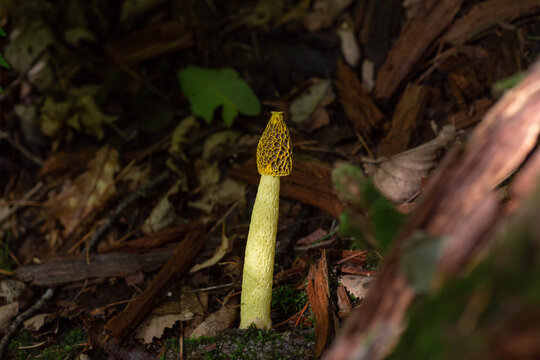 Phallus impudicus in the forest	