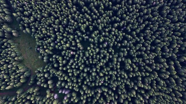Explore the dense forests and highland ridges of the Carpathians in Ukraine from the air