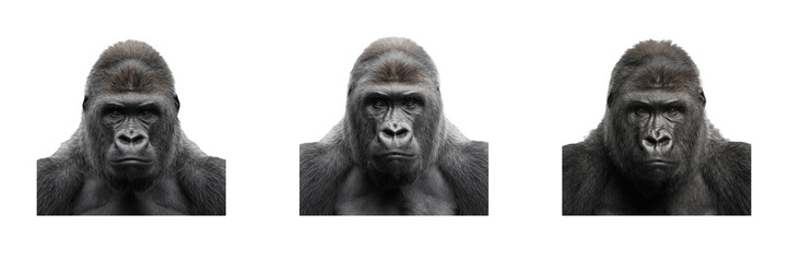 Set of gorilla portraits isolated on transparent background powerful silverback primates with strong chests and intense expressions for wildlife and jungle design projects © laskhar