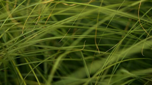 Slow camera motion moving forward through thin green grass blades close up.