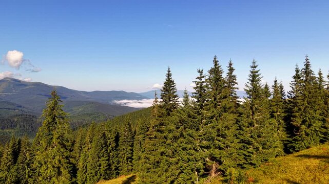 Explore Carpathian mountains in Ukraine with views of trees valleys and ridges