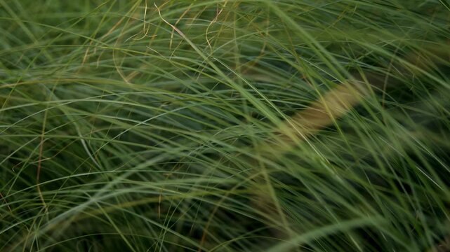 Slow camera motion moving forward through thin green grass blades close up.