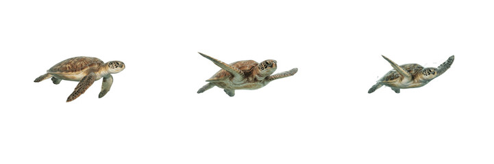 Fototapeta premium Sea Turtle Swimming Cutout Isolated Marine Life Tropical Ocean Creature Clipart Collection Graphic Element isolated on transprant PNG background