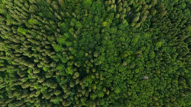 Views from above the Carpathians with a focus on forests and natural landscapes in Ukraine