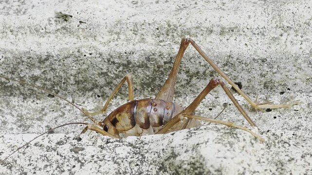 
Close-up side view of a brown cave cricket staying still on a wall 4K

