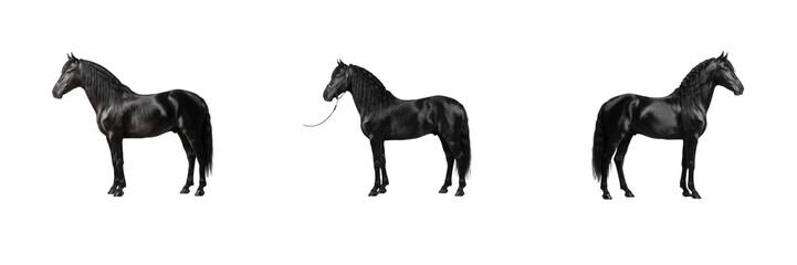 Fototapeta premium Set of black horse stallion equestrian animal collection isolated on transparent PNG background