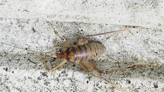 
Full body side shot of a brown camel cricket resting on a concrete wall 4K

