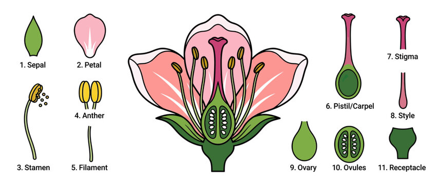 Flower Anatomy Diagram Isolated