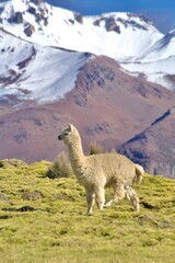Alpacas in the Andes of Bolivia © Jonas
