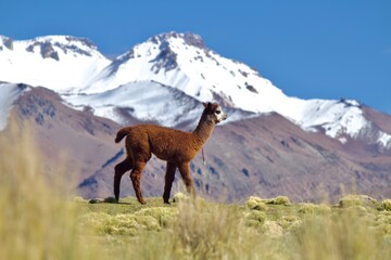 Alpacas in the Andes of Bolivia © Jonas